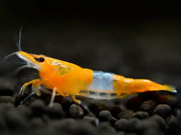 Wochenendangebot Gamba Rili naranja - Neocaridina davidi