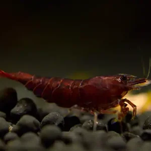 Top-Seller Chocolate Sakura Garnele - Neocaridina davidi