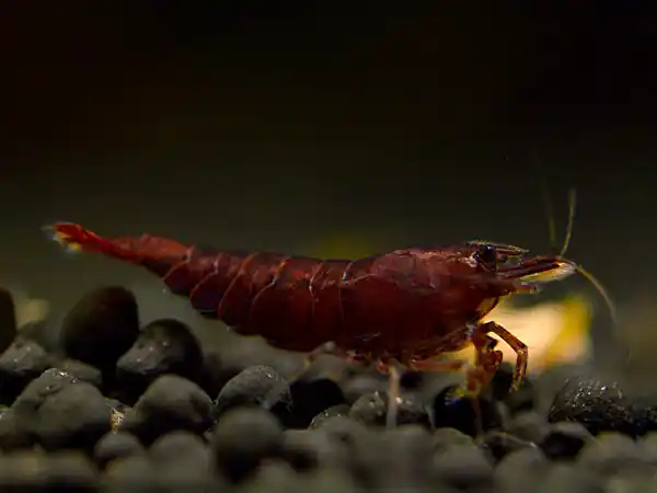 Top-Seller Chocolate Sakura Garnele - Neocaridina davidi