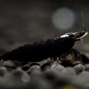 Black Sakura Shrimp - Neocaridina davidi Direkt Vom Hersteller