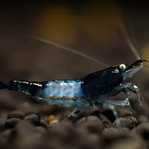 Top-Angebot Crevette Black Carbon Rili - Neocaridina davidi
