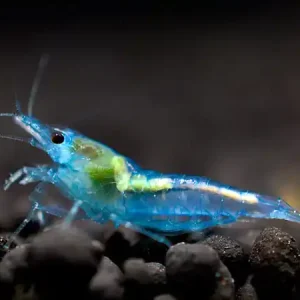 Gamberetto blu - Neocaridina davidi Jetzt Bestellen
