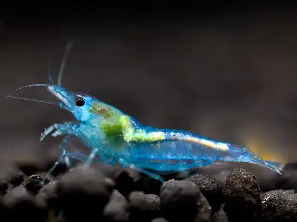 Camarón azul - Neocaridina davidi Geprüft