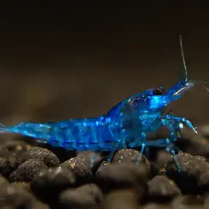 Mega-Angebot Gambero di velluto blu - Neocaridina davidi
