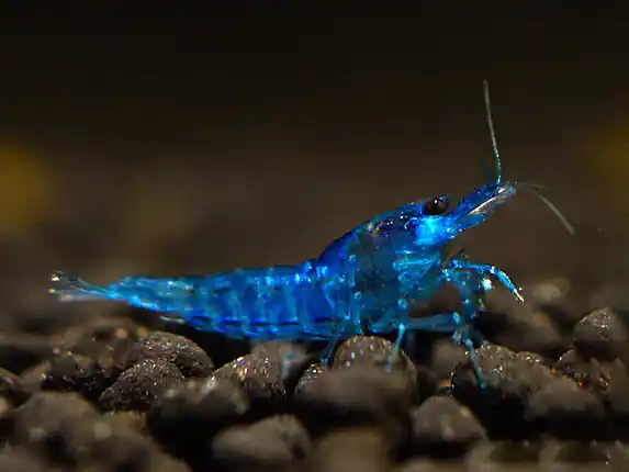 Saisonangebot Camarón terciopelo azul - Neocaridina davidi
