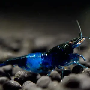 Blue Diamont Rili Garnele - Neocaridina davidi Sonderangebot