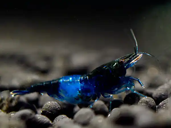 Camarón azul Diamont Rili - Neocaridina davidi Wochenendangebot