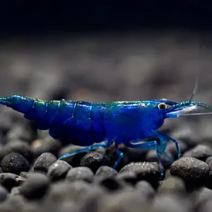 Crevette Topas Blue - Neocaridina davidi Beliebt