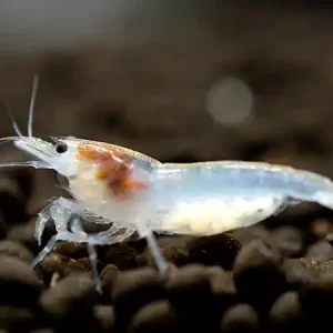 White Pearl Shrimp - Neocaridina palmata Abverkauf