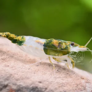 Gamba Rili Verde - Neocaridina davidi Solange Der Vorrat Reicht