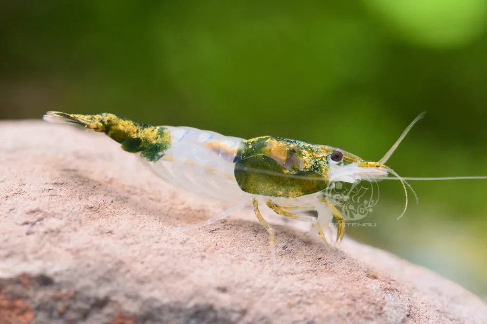 Gamba Rili Verde - Neocaridina davidi Solange Der Vorrat Reicht