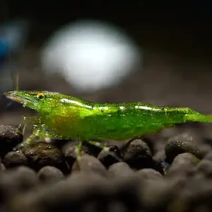 Billig Crevette verte indienne - Caridina cf. babaulti