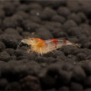 Ausverkauf Red Ghost Bee Garnele - Caridina logemanni