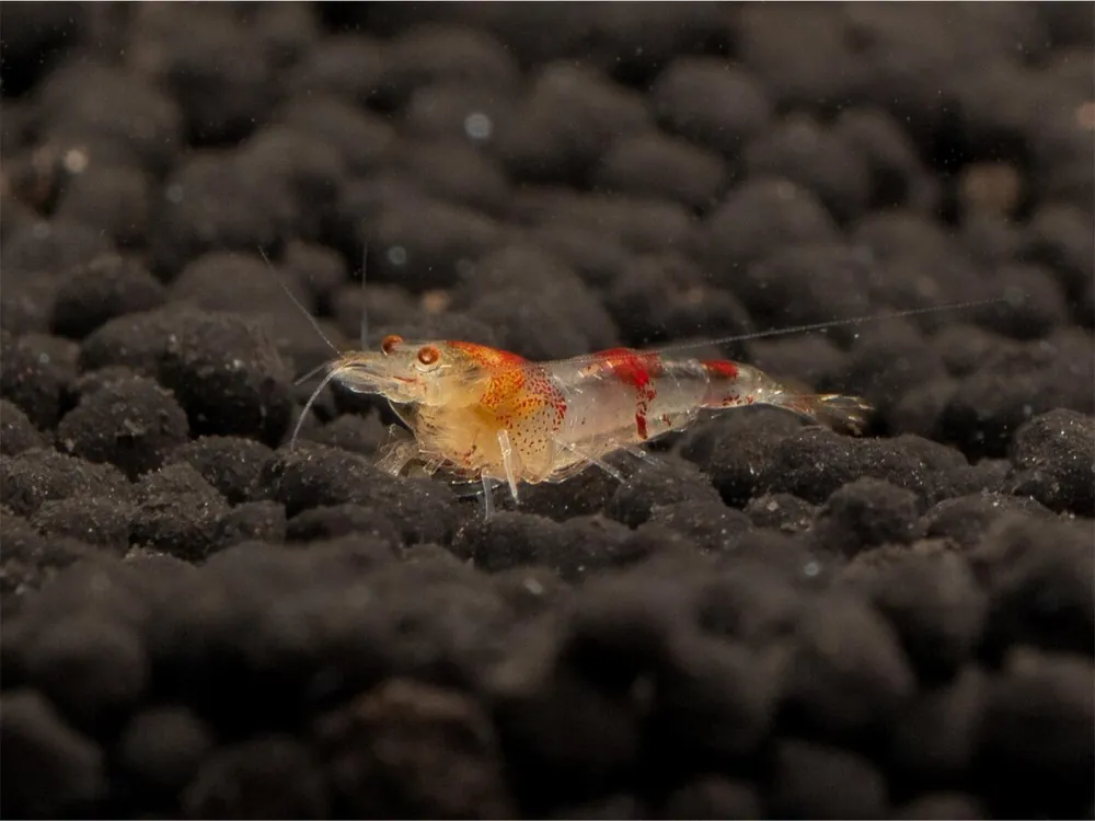 White Gost Bee Shrimp - Caridina logemanni Bestpreis