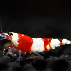 Direktkauf Gambero rosso - Caridina logemanni