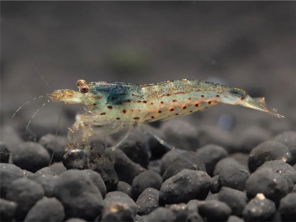 Sonderaktion Amano Garnele - Caridina multidentata