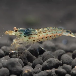 Amano shrimp - Caridina multidentata Knallerangebot