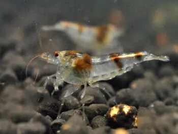 Camarón abejorro - Caridina sp. Schnäppchen