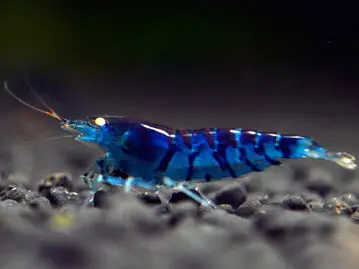 Neue Kollektion Crevette tigrée bleue - Caridina cantonensis