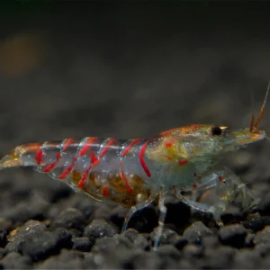 Red Tiger Shrimp - Caridina cantonensis Must-Have