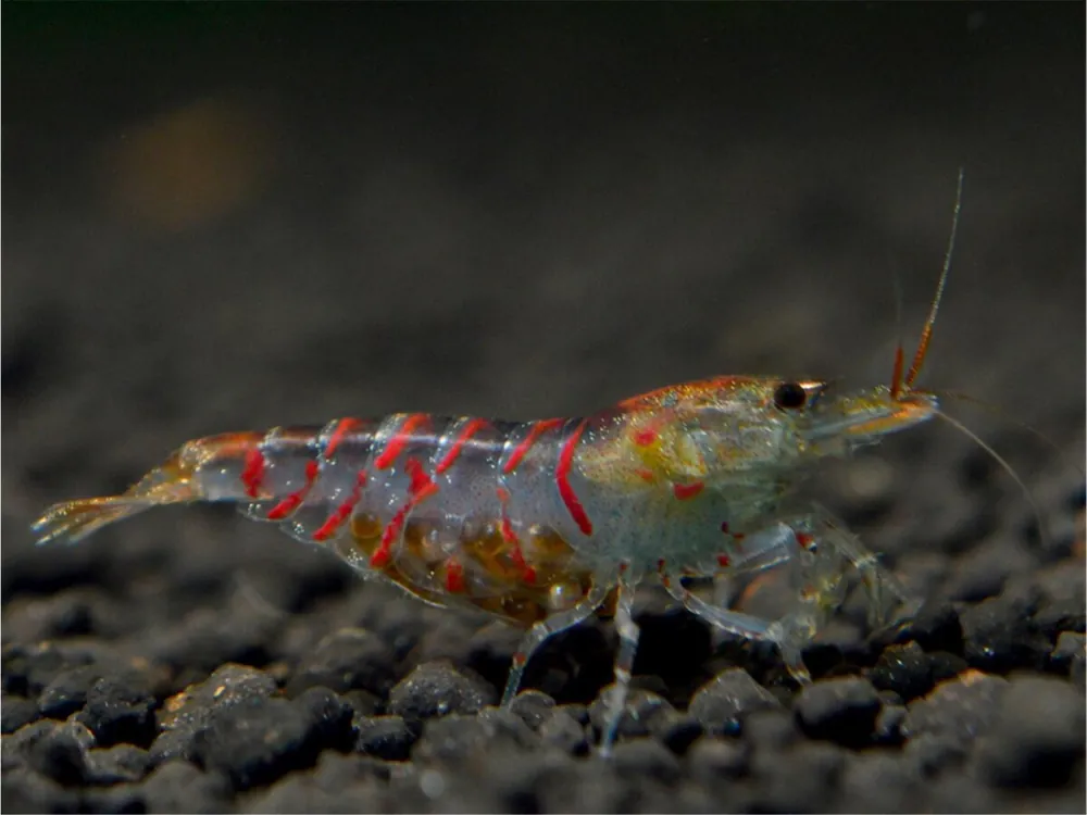 Red Tiger Shrimp - Caridina cantonensis Must-Have