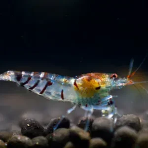 Heißes Angebot Tiger Garnele - Caridina cantonensis