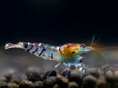 Top-Angebot Langostino tigre - Caridina cantonensis