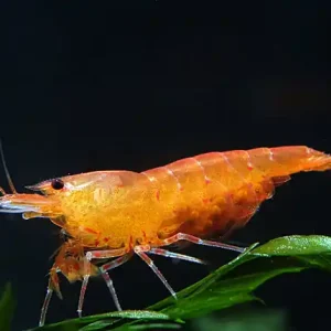 Mega-Angebot Orange Tiger Shrimp - Caridina serrata