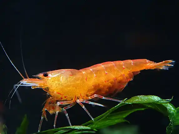 Camarón tigre naranja - Caridina serrata Top-Seller