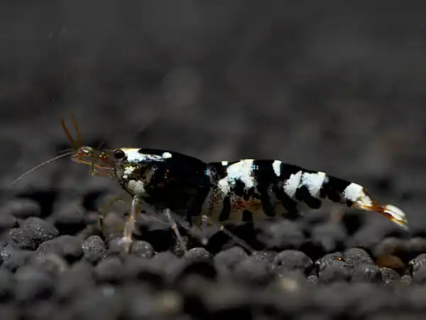 Sonderaktion Tiger Bee Black Garnele - Caridina cantonensis