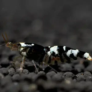 Gambero nero dell'ape tigre - Caridina cantonensis Meistverkauft