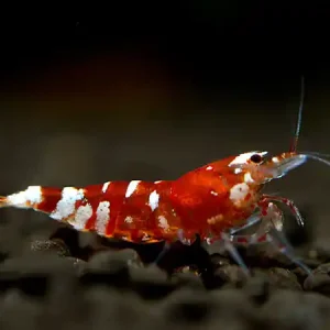 Tiger Bee Red Shrimp - Caridina cantonensis Direkt Vom Hersteller