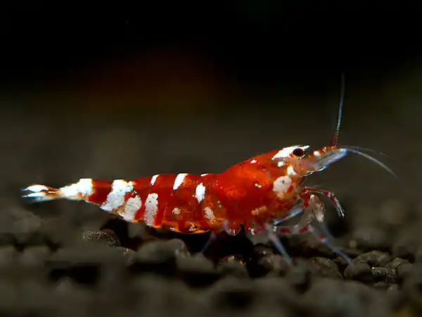 Tiger Bee Red Shrimp - Caridina cantonensis Direkt Vom Hersteller