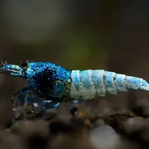 Gamberetto blu di Taiwan - Caridina logemanni Blue Bolt Jetzt Kaufen