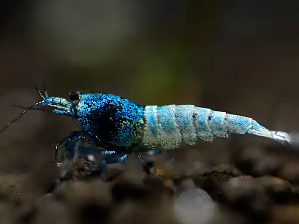 Gamberetto blu di Taiwan - Caridina logemanni Blue Bolt Jetzt Kaufen
