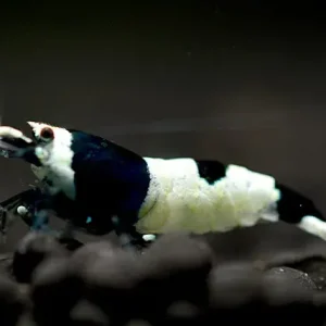 Direktkauf Crevette noire de Taiwan - Caridina cantonensis