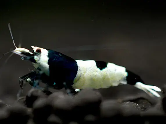Camarón abeja negro de Taiwán - Caridina cantonensis Super-Preis