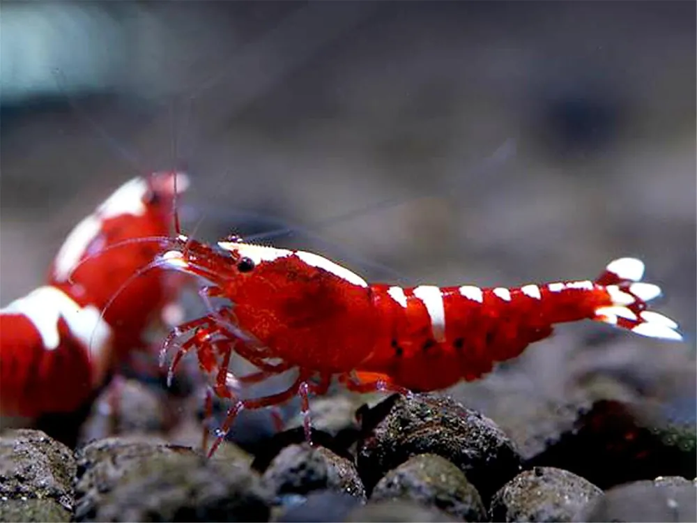 Red Taiwan Bee Garnele - Caridina cantonensis Preiswert