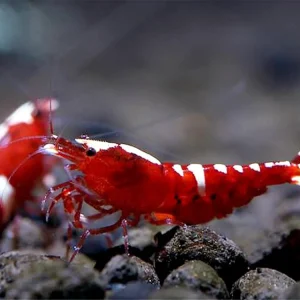 Rabatt Red Taiwan Bee Shrimp - Caridina cantonensis