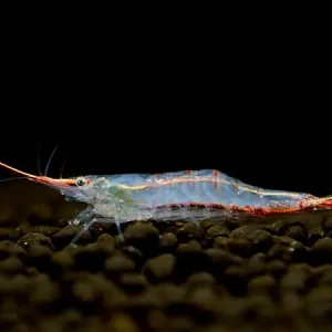 Pinocchio shrimp - Caridina gracilirostris Solange Der Vorrat Reicht