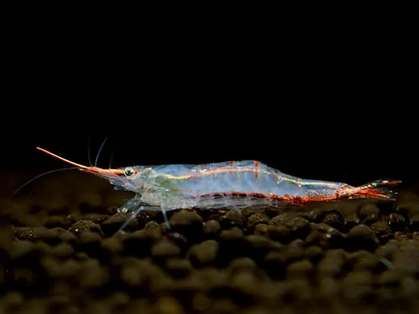 Pinocchio shrimp - Caridina gracilirostris Solange Der Vorrat Reicht