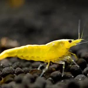 Heißes Angebot Crevette jaune King Kong - Caridina serrata