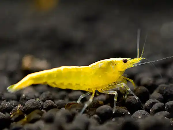 Heißes Angebot Crevette jaune King Kong - Caridina serrata