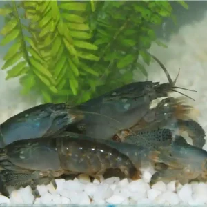Blue monster fan shrimp - Atye Gabonensis Billig