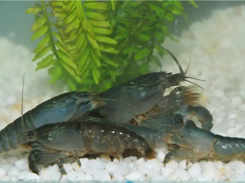 Blue monster fan shrimp - Atye Gabonensis Billig