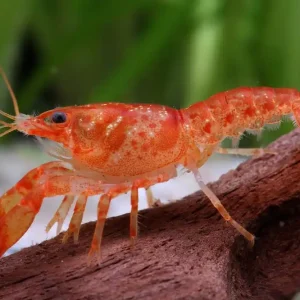 Cangrejo de río enano anaranjado CPO - Cambarellus Patzcuarensis Aktuell