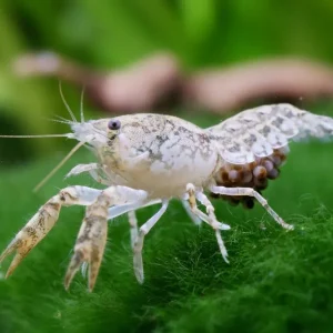 Texan dwarf crayfish - Cambarellus Texanus Aktuell