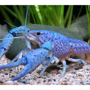 Cangrejo de río azul de Florida - Procambarus Alleni Neuheit