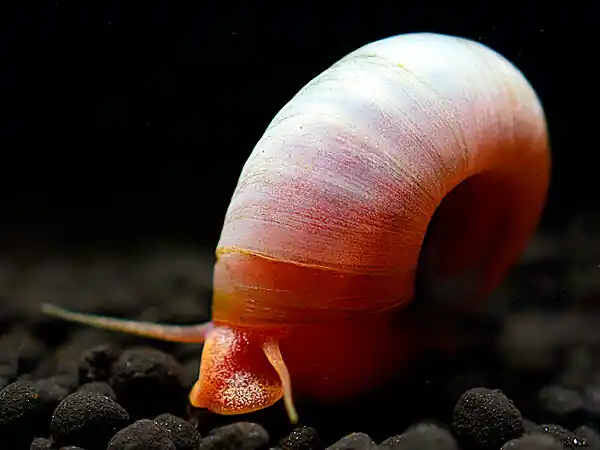Orange post horn snail - Planorbarius Corneus Jetzt Kaufen