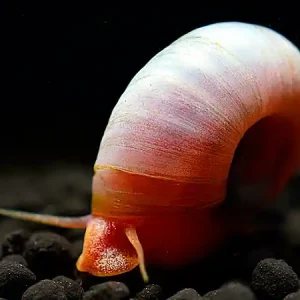 Lumaca arancione a corno di palo - Planorbarius Corneus Günstig